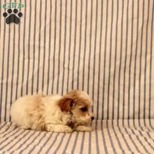 Nolan, Maltipoo Puppy